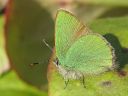 Callophrys_rubi_kangasperhonen_IMG_3986.jpg