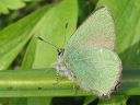 Callophrys_rubi_kangasperhonen_IMG_6563.jpg