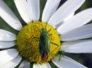 Calocoris_affinis_tarhakauluslude_IMG_3681.JPG