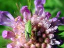 Calocoris_affinis_tarhakauluslude_IMG_5329.JPG