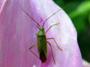 Calocoris_affinis_tarhakauluslude_IMG_5619.JPG