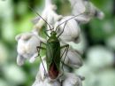 Calocoris_affinis_tarhakauluslude_IMG_6241.JPG