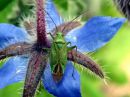 Calocoris_affinis_tarhakauluslude_IMG_7536.JPG