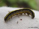 Calophasia_lunula_kannusruohoyokkonen_12_9_2014.jpg