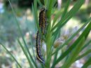 Calophasia_lunula_larva_kannusruohoyokkonen_toukka_IMG_0473.JPG