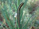 Calophasia_lunula_larva_kannusruohoyokkonen_toukka_IMG_0475.JPG