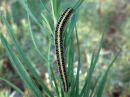 Calophasia_lunula_larva_kannusruohoyokkonen_toukka_IMG_0476.JPG