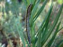 Calophasia_lunula_larva_kannusruohoyokkonen_toukka_IMG_0477.JPG