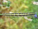 Calophasia_lunula_larva_kannusruohoyokkonen_toukka_IMG_7030.JPG