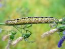 Calophasia_lunula_larva_kannusruohoyokkonen_toukka_IMG_7032.JPG