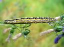 Calophasia_lunula_larva_kannusruohoyokkonen_toukka_IMG_7036.JPG