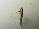 Caloptilia_betulicola_koivutikkukoi_IMG_0946.jpg