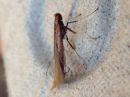 Caloptilia_betulicola_koivutikkukoi_IMG_1284.jpg