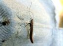 Caloptilia_betulicola_koivutikkukoi_IMG_1567.JPG