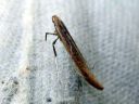 Caloptilia_betulicola_koivutikkukoi_IMG_1568.JPG