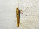 Caloptilia_betulicola_koivutikkukoi_IMG_3665.JPG