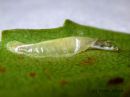 Caloptilia_betulicola_pupa_koivutikkukoi_kotelo_23_8_2015.jpg