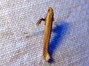 Caloptilia_elongella_leppatikkukoi_IMG_2983.JPG