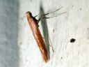 Caloptilia_elongella_leppatikkukoi_IMG_3649.JPG