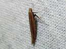 Caloptilia_elongella_leppatikkukoi_IMG_6343.jpg