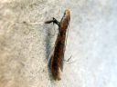 Caloptilia_falconipennella_rantatikkukoi_IMG_1556.JPG