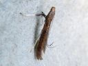 Caloptilia_falconipennella_rantatikkukoi_IMG_1557.JPG