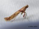 Caloptilia_hemidactyla_vaahteratikkukoi_7_5_2016.JPG