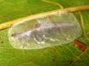 Caloptilia_hemidactylella_cocoon_vaahteratikkukoi_kotelokehto_vaahteralla_5_11_2015.JPG