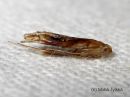 Caloptilia_hemidactylella_pupa_vaahteratikkukoi_kotelo_5_11_2015.JPG