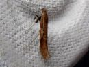 Caloptilia_hemidactylella_vaahteratikkukoi_IMG_0329.jpg