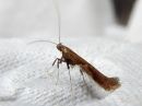 Caloptilia_hemidactylella_vaahteratikkukoi_IMG_0332.jpg