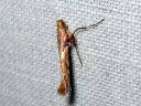 Caloptilia_hemidactylella_vaahteratikkukoi_IMG_2569.JPG