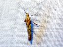 Caloptilia_hemidactylella_vaahteratikkukoi_IMG_5069.JPG