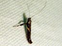 Caloptilia_jurateae_lehtotikkukoi_IMG_1591.JPG