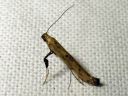 Caloptilia_populetorum_pilkkutikkukoi_IMG_5795.JPG