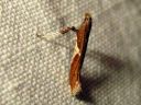 Caloptilia_stigmatella_kolmiotikkukoi_IMG_2610.JPG