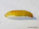 Calybites_phasianipennellus_larva_valkotaplatikkukoi_toukka_ranta-alpilla_6_9_2015.jpg