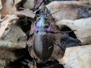 Carabus_nemoralis_puistokiitajainen_IMG_0111.jpg