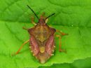 Carpocoris_purpureipennis_kupariludeIMG_2691.JPG