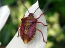 Carpocoris_purpureipennis_kupariludeIMG_2725.JPG