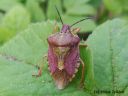 Carpocoris_purpureipennis_kuparilude_19_5_2014.jpg