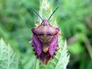 Carpocoris_purpureipennis_kuparilude_IMG_0726.JPG