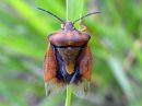 Carpocoris_purpureipennis_kuparilude_IMG_1004.JPG