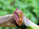 Carpocoris_purpureipennis_kuparilude_IMG_2681.JPG