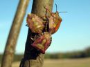 Carpocoris_purpureipennis_kuparilude_IMG_2979.JPG