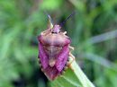 Carpocoris_purpureipennis_kuparilude_IMG_3862.JPG