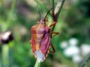 Carpocoris_purpureipennis_kuparilude_IMG_6053.JPG