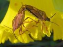 Carpocoris_purpureipennis_kuparilude_IMG_6233.jpg