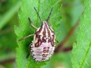 Carpocoris_purpureipennis_nymfi_kuparilude_IMG_0755.JPG