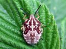 Carpocoris_purpureipennis_nymfi_kuparilude_IMG_1634.JPG